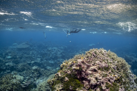 Snorkelers surveying the reef