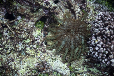 Crown-of-thorns starfish