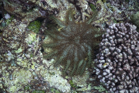 Crown-of-thorns starfish