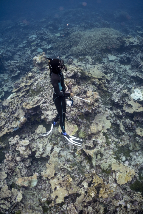 Snorkelers surveying the reef