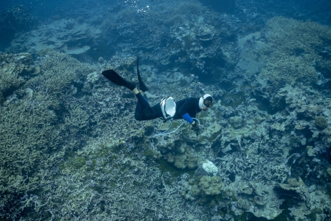 Snorkelers surveying the reef