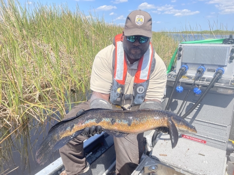 Peninsular Florida FWCO Fish Biologist Cedric Doolittle holding a non-native goldline snakehead captured during electrofishing surveys at ARM Loxahatchee NWR.