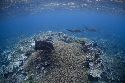 Manta ray train