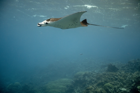 Giant manta ray