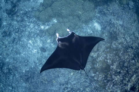 Giant manta ray