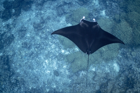 Giant manta ray