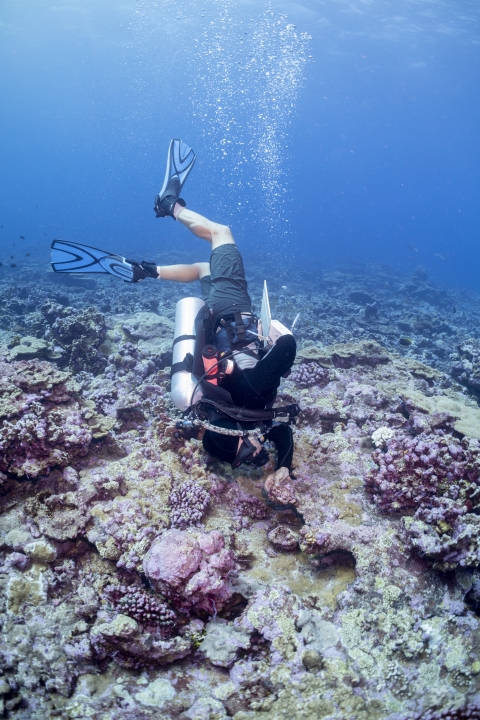 Scientific diver searches for crown-of-thorns