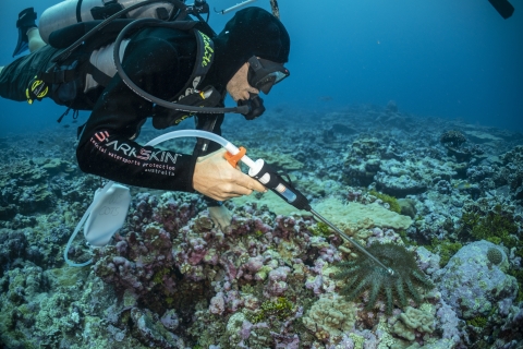 Diver preparing to inject crown-of-thorns starfish