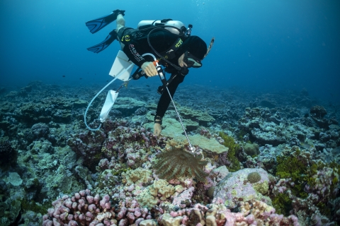 Diver ready to inject crown-of-thorns