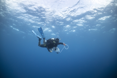 Scientific diver searching for crown-of-thorns starfish