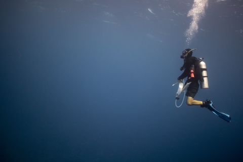 Scientific diver searching for crown-of-thorns starfish