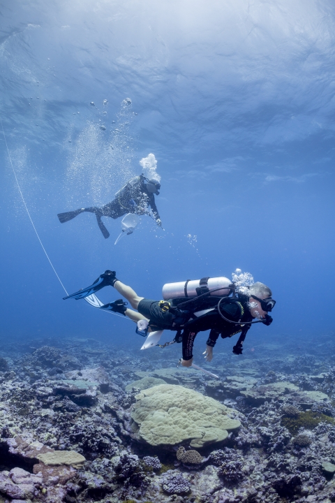 Scientific diver searching for crown-of-thorns starfish