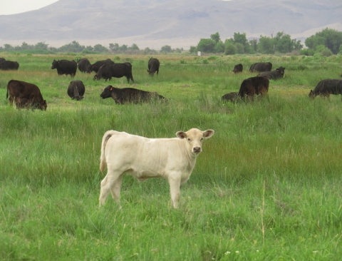 Cow calf standing in meadow