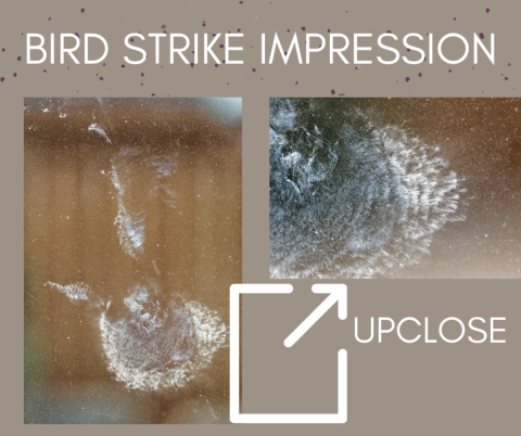 Graphic of bird window strike impression up close