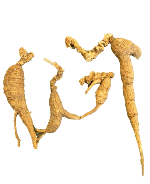 Close-up of four American ginseng roots.