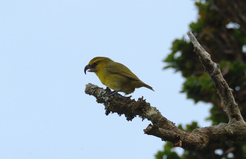 a yellow bird with a curved bill sits on a branch with a blue sky background
