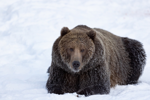 Close up of a female Kodiak Brown Bear in a snow covered landscape. 