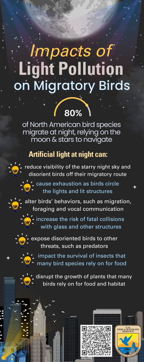 Infographic of the Impacts of Light Pollution on Migratory Birds