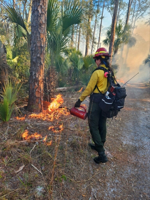 A firefighter walks next to palmetto and trees lighting fire with a drip torch