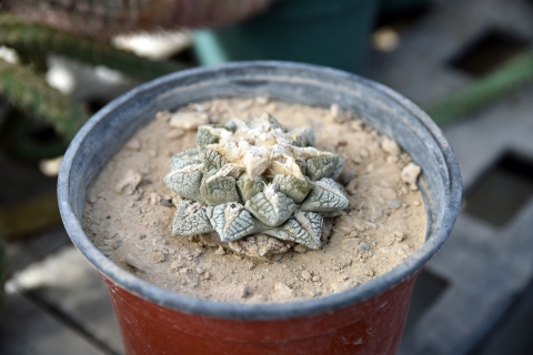 Close up of a short, thornless, starshaped, green cactus that has fuzzy white flower husk in the middle.