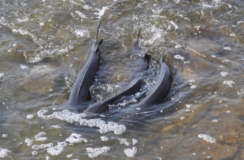 Three adult lake sturgeon in the shallows of a river