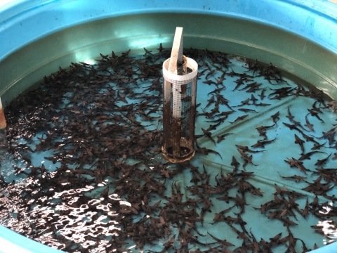 Hundreds of lake sturgeon fingerlings in a rearing tank at a fish hatchery.