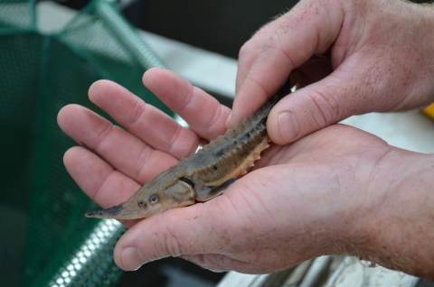 A biologist holds a lake sturgeon fingerling with an implanted PIT tag.
