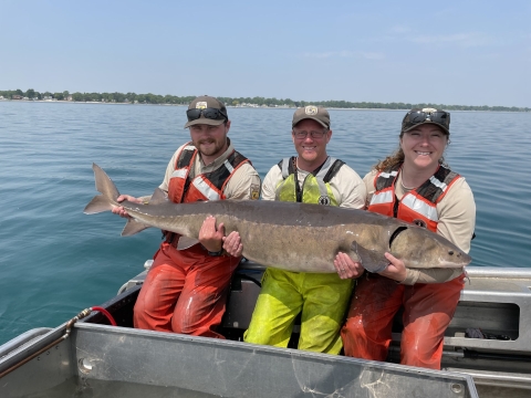 Three biologists in a boat holding an adult lake sturgeon.