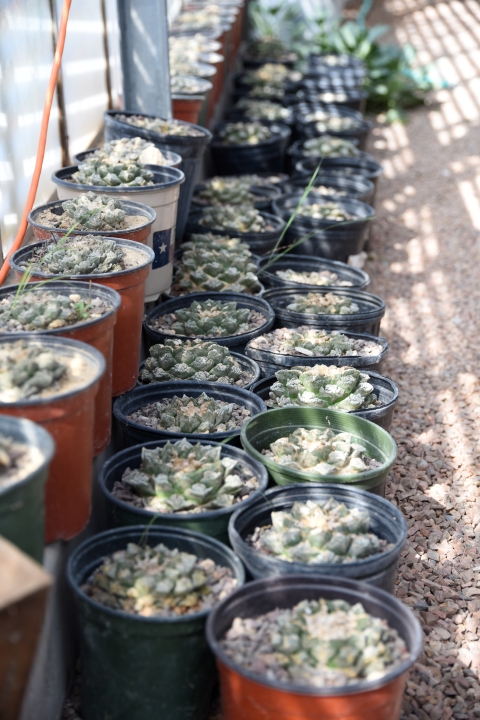 Vertical shot of three rows of over a dozen potted living rock cactuses in a green house.