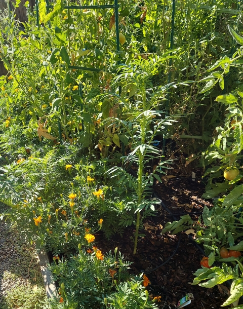 Healthy big tomato plants are bordered by yellow and orange marigolds