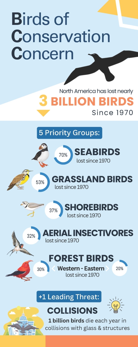 Birds of Conservation Concern Infographic