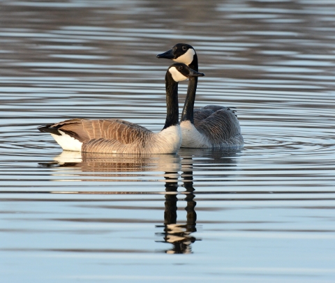  2 Canada geese, which are large birds with black heads with a white section below their eyes, a brown backside and black-tipped white tail, are swimming close to each other. One goose is closer to the camera, and one is further away. The goose that is further away has its head above the goose that is closer as if it is resting its head on the other.