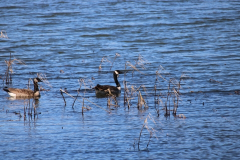 two geese, with black heads and brown bodies swim on the left side of the photo. They are facing the right side of the photograph.