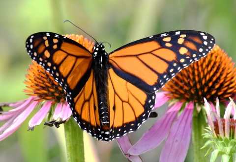 Monarch butterfly get nectar from a purple coneflower.