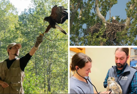On the left is Collin Waybright, an experienced Master Falconer from West Virginia, photo courtesy of Laurel Fork Falconry. On the top right is NCTC’s bald eagle nest and a resident bald eagle taken by Todd Harless/USFWS. On the bottom right wildlife rehabilitators from Avian Conservation Center of Appalachia (ACCA) are monitoring a Great Horned Owl, photo courtesy of ACCA.