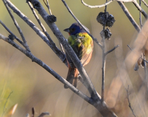 A painted Bunting sits on a branch