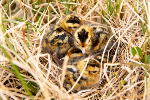 Close-up of Red Phalarope Chicks