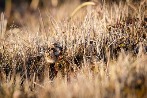 A fluffy chick walks in the grassy tundra.
