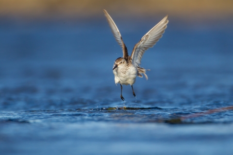 A small bird jumps up from shallow water
