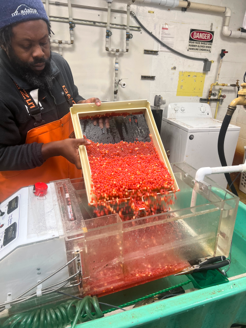 A man pours thousands of bright orange salmon eggs from one bin to another