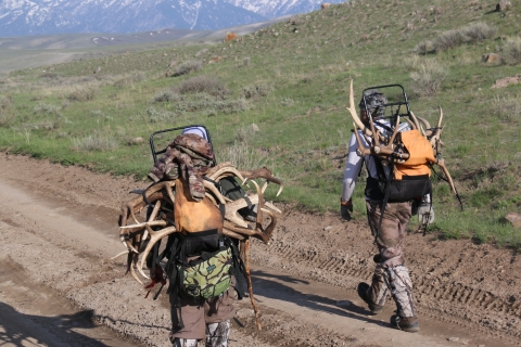 Two people walk away from camera, with collected antlers tied to their external frame backpacks.