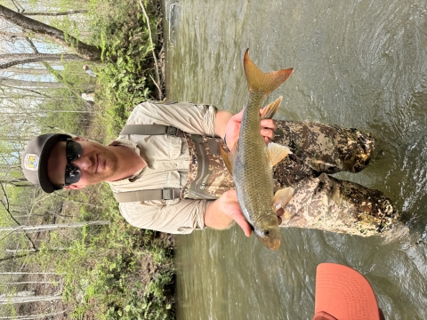 Sicklefin redhorse sucker