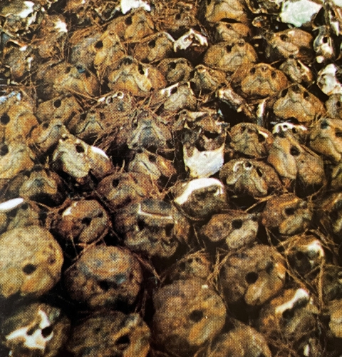 An old photo shows Suwannee alligator snapping turtle skulls left from killing them for food.