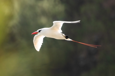 All-white bird with red tail streaks and orange beak soars with wings spread wide.