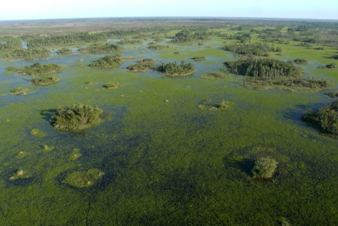 aerial view of a wetland prairie in Okefenokee with tree islands in background.