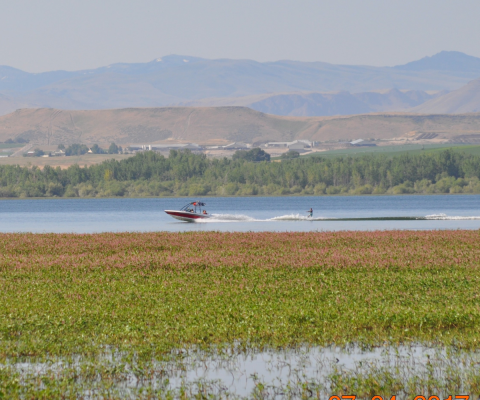 A motorized boat pulls a water skier across a lake with mountains on the background and dense aquatic vegetation in the foreground.
