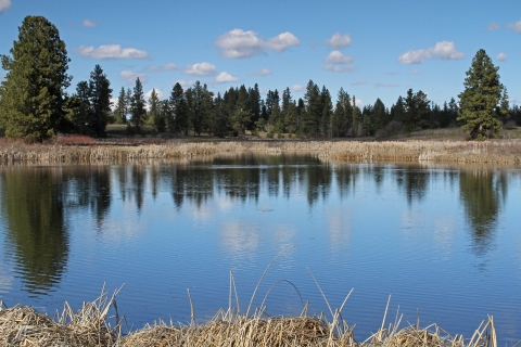 A medium sized pond with trees in the distance