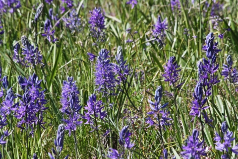 A field of purple flowers