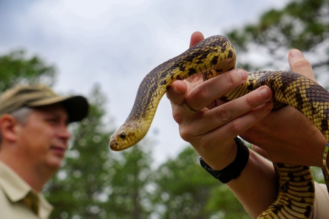 A U.S. Fish and Wildlife Service Biologist holds a Mr. Snake, a celebrity Forest Service Louisiana pinesnake (Pituophis ruthveni), May 7, 2024. 