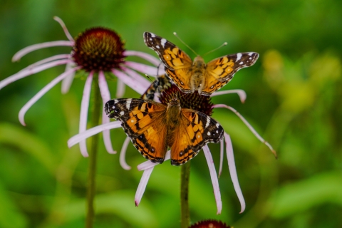 American lady butterflies (Vanessa virginiensis) feed on pale purple coneflowers with wings down in Kisatchie National Forest May 7, 2024.